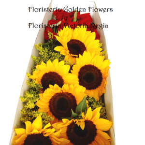 Caja Girasol