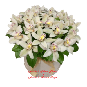 Caja en Orquídea Cymbidium