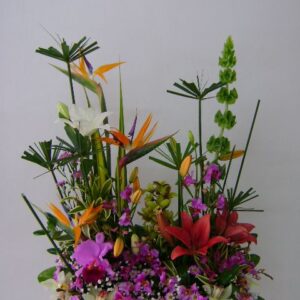 Orquideas