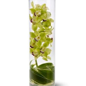 Orquideas