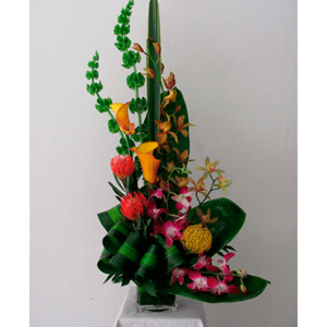 Orquídea Banda