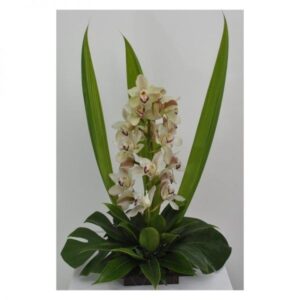 Orquídeas