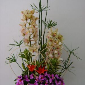 Orquídea Hawayana