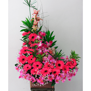 Orquídea Hawayana